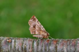 Attēlu rezultāti vaicājumam “Selenia dentaria”