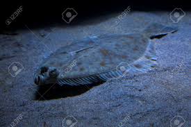 Image result for Pleuronectes platessa