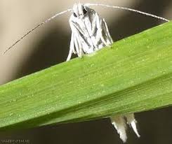 Attēlu rezultāti vaicājumam “Elachista argentella”
