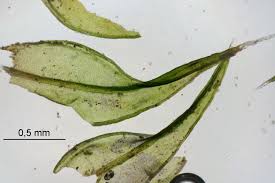 Attēlu rezultāti vaicājumam “Schistidium apocarpum”