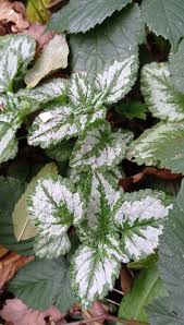 Attēlu rezultāti vaicājumam “Lamiastrum galeobdolon”