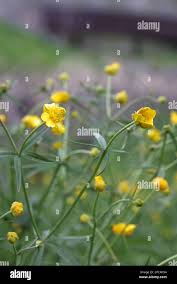 Attēlu rezultāti vaicājumam “Ranunculus auricomus flower”