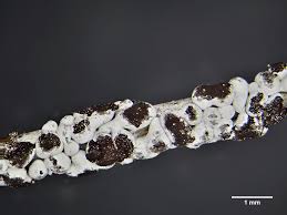 Attēlu rezultāti vaicājumam “Physarum nitens”