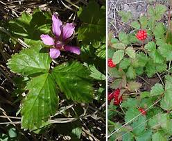 Attēlu rezultāti vaicājumam “Rubus arcticus”