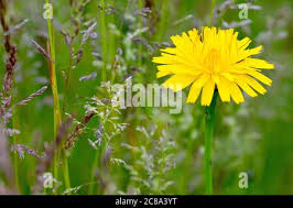 Attēlu rezultāti vaicājumam “Hieracium vulgatum bud”