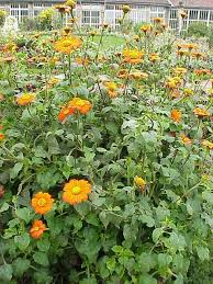 Image result for Tithonia rotundifolia