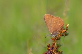 Attēlu rezultāti vaicājumam “Maculinea teleius”