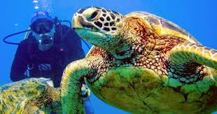 Image result for Headstream Divers