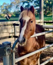 Image result for Buchan Group Riding For The Disabled