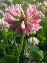 Attēlu rezultāti vaicājumam “Trifolium hybridum flower”