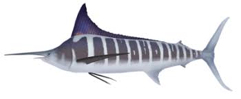 Image result for Makaira mazara