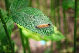 Attēlu rezultāti vaicājumam “Spilosoma lutea imago”