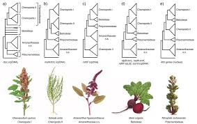 Attēlu rezultāti vaicājumam “Amaranthaceae”