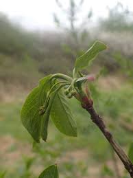 Attēlu rezultāti vaicājumam “Yponomeuta plumbella”