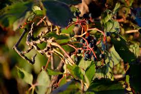 Attēlu rezultāti vaicājumam “Parthenocissus quinquefolia fruit”