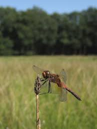 Attēlu rezultāti vaicājumam “Sympetrum flaveolum”