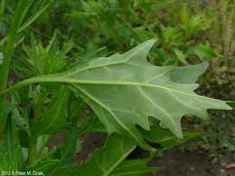Attēlu rezultāti vaicājumam “Chenopodium rubrum leaf”