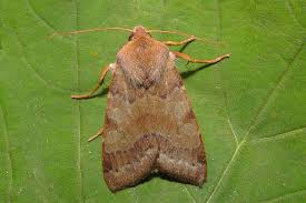 Attēlu rezultāti vaicājumam “Agrochola helvola”