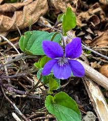 Attēlu rezultāti vaicājumam “Viola riviniana fruit”