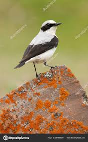 Attēlu rezultāti vaicājumam “Oenanthe oenanthe male”