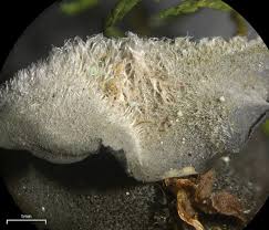 Attēlu rezultāti vaicājumam “Leptogium saturninum”