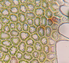 Attēlu rezultāti vaicājumam “Calypogeia azurea cells”