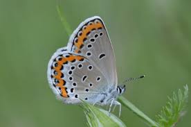 Attēlu rezultāti vaicājumam “Plebejus argyrognomon”