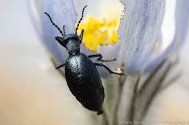 Attēlu rezultāti vaicājumam “Meloe sp.”