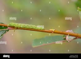 Attēlu rezultāti vaicājumam “Lacanobia contigua”