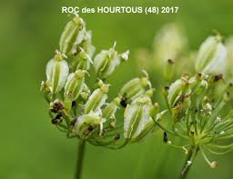 Attēlu rezultāti vaicājumam “Laserpitium latifolium”