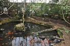 A fish pond with tropical fish swimming around in this part of Amazon World. - via Daymix