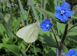Attēlu rezultāti vaicājumam “Pieris rapae male”