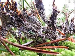 Attēlu rezultāti vaicājumam “Badhamia lilacina macro”