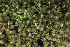 Attēlu rezultāti vaicājumam “Sphagnum squarrosum sporophyte”