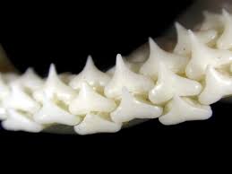 Image result for Furgaleus macki