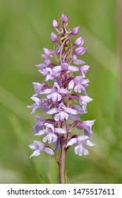 Attēlu rezultāti vaicājumam “Gymnadenia conopsea flower”