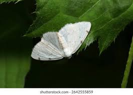 Attēlu rezultāti vaicājumam “Lomographa bimaculata”