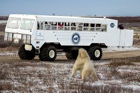 Image result for tundra buggy