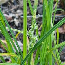 Attēlu rezultāti vaicājumam “Carex pilosa leaf”