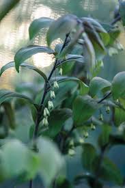 Attēlu rezultāti vaicājumam “Polygonatum multiflorum  flower”