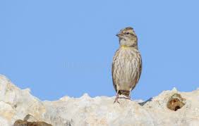 Image result for Petronia petronia