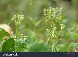 Attēlu rezultāti vaicājumam “Hydrocotyle vulgaris flower”