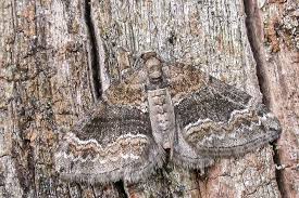 Attēlu rezultāti vaicājumam “Perizoma bifaciata”