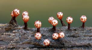 Attēlu rezultāti vaicājumam “Trichia flavicoma macro”