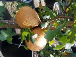 Attēlu rezultāti vaicājumam “Reticularia lobata young”