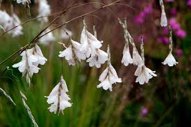 Attēlu rezultāti vaicājumam “Diderma montanum var. album stalked”