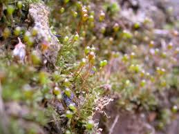 Attēlu rezultāti vaicājumam “Pogonatum nanum macro”