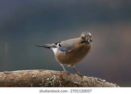 Attēlu rezultāti vaicājumam “Garrulus glandarius”