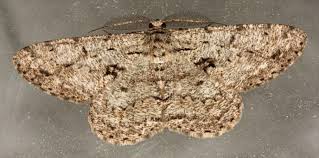 Attēlu rezultāti vaicājumam “Hypomecis roboraria”