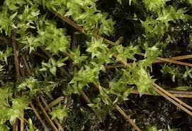 Attēlu rezultāti vaicājumam “Calliergon cordifolium”